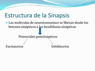 Estructura de la Sinapsis
 Las moléculas de neurotransmisor se liberan desde los
botones sinápticos a las hendiduras sinápticas
Potenciales postsinápticos
Excitatorios Inhibitorios
 