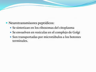  Neurotransmisores peptídicos:
 Se sintetizan en los ribosomas del citoplasma
 Se envuelven en vesículas en el complejo de Golgi
 Son transportadas por microtúbulos a los botones
terminales.
 