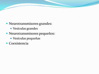  Neurotransmisores grandes:
 Vesículas grandes
 Neurotransmisores pequeños:
 Vesículas pequeñas
 Coexistencia
 
