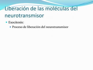 Liberación de las moléculas del
neurotransmisor
 Exocitosis:
 Proceso de liberación del neurotransmisor
 