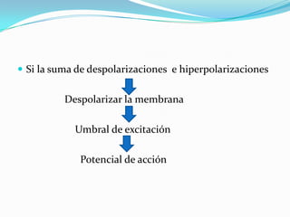  Si la suma de despolarizaciones e hiperpolarizaciones
Despolarizar la membrana
Umbral de excitación
Potencial de acción
 