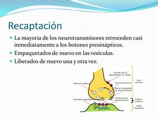 Recaptación
 La mayoría de los neurotransmisores retroceden casi
inmediatamente a los botones presinápticos.
 Empaquetados de nuevo en las vesículas.
 Liberados de nuevo una y otra vez.
 