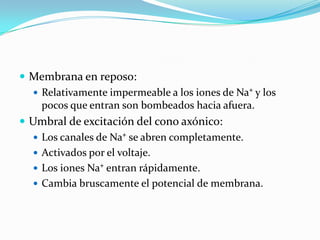  Membrana en reposo:
 Relativamente impermeable a los iones de Na⁺ y los
pocos que entran son bombeados hacia afuera.
 Umbral de excitación del cono axónico:
 Los canales de Na⁺ se abren completamente.
 Activados por el voltaje.
 Los iones Na⁺ entran rápidamente.
 Cambia bruscamente el potencial de membrana.
 