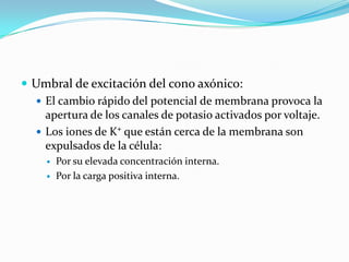  Umbral de excitación del cono axónico:
 El cambio rápido del potencial de membrana provoca la
apertura de los canales de potasio activados por voltaje.
 Los iones de K⁺ que están cerca de la membrana son
expulsados de la célula:
 Por su elevada concentración interna.
 Por la carga positiva interna.
 