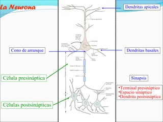 La Neurona

Cono de arranque

Célula presináptica

Dendritas apicales

Dendritas basales

Sinapsis
•Terminal presináptico
•Espacio sináptico
•Dendrita postsináptica

Células postsinápticas

 