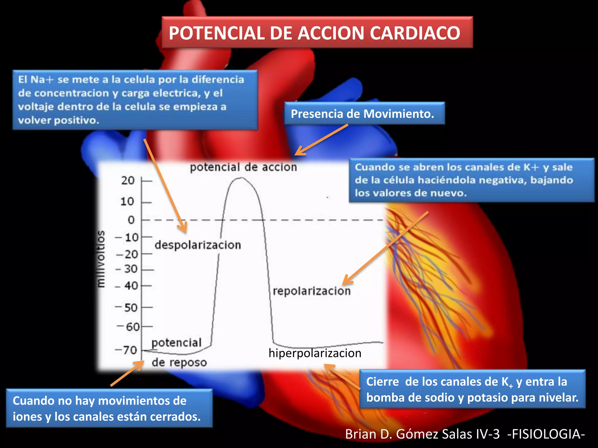 Potencial de accion cardiaco | PPTX