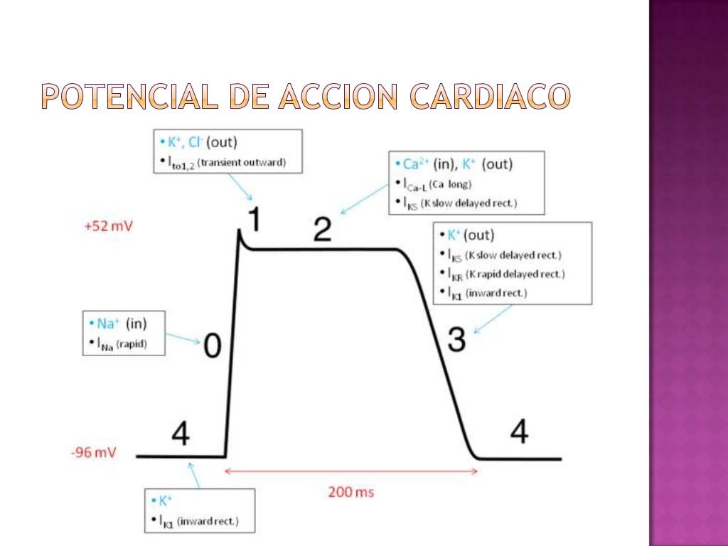 Potencial de accion cardiaco