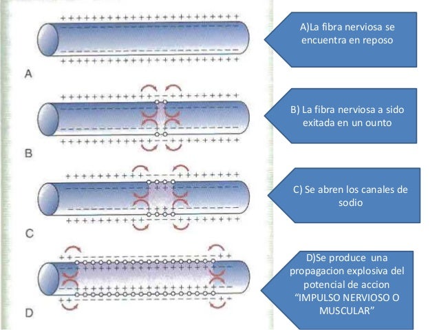 Resultado de imagen para propagacion del potencial de accion