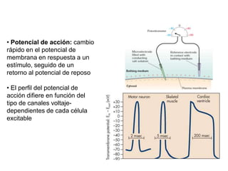 • Potencial de acción: cambio
rápido en el potencial de
membrana en respuesta a un
estímulo, seguido de un
retorno al potencial de reposo
• El perfil del potencial de
acción difiere en función del
tipo de canales voltaje-
dependientes de cada célula
excitable
 