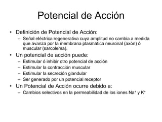 Potencial de Acción
• Definición de Potencial de Acción:
– Señal eléctrica regenerativa cuya amplitud no cambia a medida
que avanza por la membrana plasmática neuronal (axón) ó
muscular (sarcolema).
• Un potencial de acción puede:
– Estimular ó inhibir otro potencial de acción
– Estimular la contracción muscular
– Estimular la secreción glandular
– Ser generado por un potencial receptor
• Un Potencial de Acción ocurre debido a:
– Cambios selectivos en la permeabilidad de los iones Na+ y K+
 