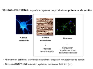 Células excitables: aquellas capaces de producir un potencial de acción
Provoca
la contracción
Conducción
impulso nervioso:
transmisión señales
• Al recibir un estímulo, las células excitables “disparan” un potencial de acción
• Tipos de estímulo: eléctrico, químico, mecánico, fotónico (luz)
 