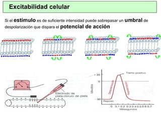 Si el estímulo es de suficiente intensidad puede sobrepasar un umbral de
despolarización que dispara el potencial de acción
Excitabilidad celular
 