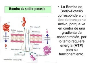 Bomba de sodio-potasio
• La Bomba de
Sodio-Potasio
corresponde a un
tipo de transporte
activo, porque va
en contra de una
gradiente de
concentración, por
lo tanto requiere
energía (ATP)
para su
funcionamiento.
 