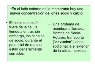 •En el lado externo de la membrana hay una
mayor concentración de iones sodio y calcio.
• El sodio que está
fuera de la célula
tiende a entrar, sin
embargo, los canales
de sodio, durante el
potencial de reposo
están generalmente
cerrados.
• Una proteína de
membrana llamada
Bomba de Sodio-
Potasio, transporta
(“devuelve”) iones
sodio hacia el exterior
de la célula nerviosa.
 