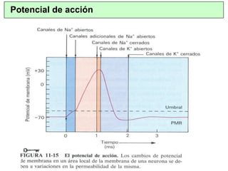 Potencial de acción
 