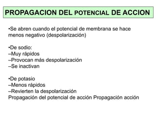 •Se abren cuando el potencial de membrana se hace
menos negativo (despolarización)
•De sodio:
–Muy rápidos
–Provocan más despolarización
–Se inactivan
•De potasio
–Menos rápidos
–Revierten la despolarización
Propagación del potencial de acción Propagación acción
PROPAGACION DEL POTENCIAL DE ACCION
 