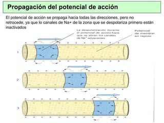 Propagación del potencial de acción
El potencial de acción se propaga hacia todas las direcciones, pero no
retrocede, ya que lo canales de Na+ de la zona que se despolariza primero están
inactivados
 