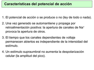 1. El potencial de acción o se produce o no (ley de todo o nada).
2. Una vez generado se automantiene y propaga por
retroalimentación positiva: la apertura de canales de Na+
provoca la apertura de otros.
3. El tiempo que los canales dependientes de voltaje
permanecen abiertos es independiente de la intensidad del
estímulo.
4. Un estímulo supraumbral no aumenta la despolarización
celular (la amplitud del pico).
Características del potencial de acción
 