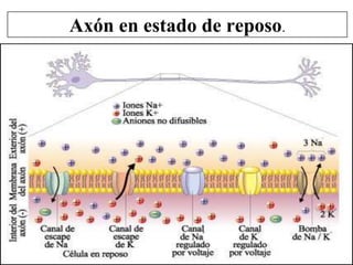 Axón en estado de reposo.
 