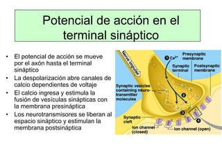 Potencial de acción en el
terminal sináptico
• El potencial de acción se mueve
por el axón hasta el terminal
sináptico
• La despolarización abre canales de
calcio dependientes de voltaje
• El calcio ingresa y estimula la
fusión de vesículas sinápticas con
la membrana presináptica
• Los neurotransmisores se liberan al
espacio sináptico y estimulan la
membrana postsináptica
 
