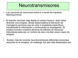 Neurotransmisores
• Las neuronas se comunican entre sí a través de impulsos
electroquímicos.
• El impulso nervioso viaja desde el cuerpo hacia el axón hasta
alcanzar una sinapsis, donde desencadena la liberación de
mensajeros químicos que se unen a receptores específicos,
transfiriendo la información y continuando su propagación. El
cerebro humano contiene decenas de billones de neuronas
interrelacionadas por un número de seis a la diez veces mayor de
sinapsis.
• Existen más de noventa neurotransmisores diferentes conocidos
actuando en la sinapsis; sin embargo, los seis más destacados son:
 