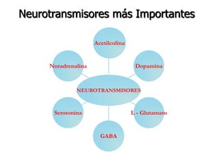 Neurotransmisores más Importantes
Noradrenalina
Serotonina
GABA
L - Glutamato
Dopamina
Acetilcolina
NEUROTRANSMISORES
 