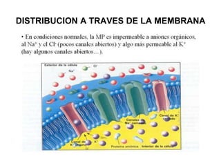 DISTRIBUCION A TRAVES DE LA MEMBRANA
 