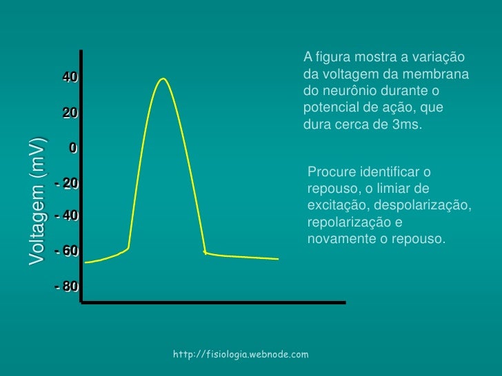 Potencial de ação Potencial de ação