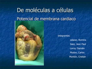 De moléculas a células  Potencial de membrana cardiaco Integrantes:  zalazar, Romina  Sáez, Jean Paul Lorca, Damián  Modon, Carlos  Montón, Cristian  