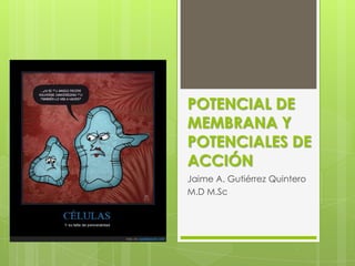 POTENCIAL DE
MEMBRANA Y
POTENCIALES DE
ACCIÓN
Jaime A. Gutiérrez Quintero
M.D M.Sc
 