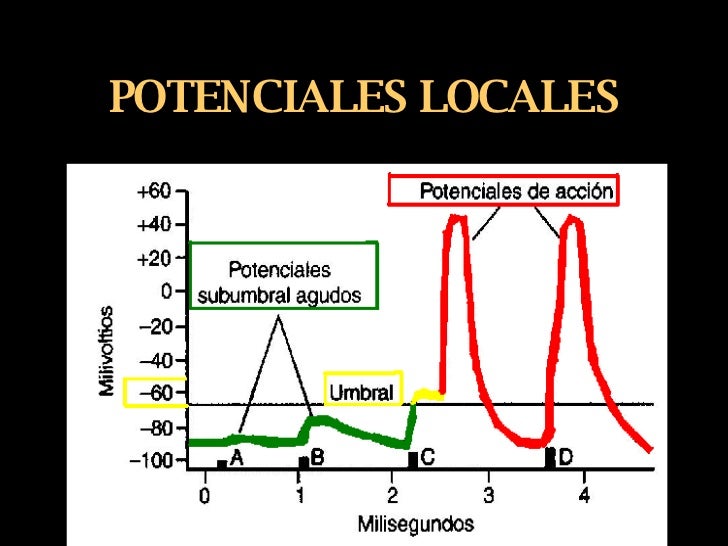 Resultado de imagen para potenciales agudos locales