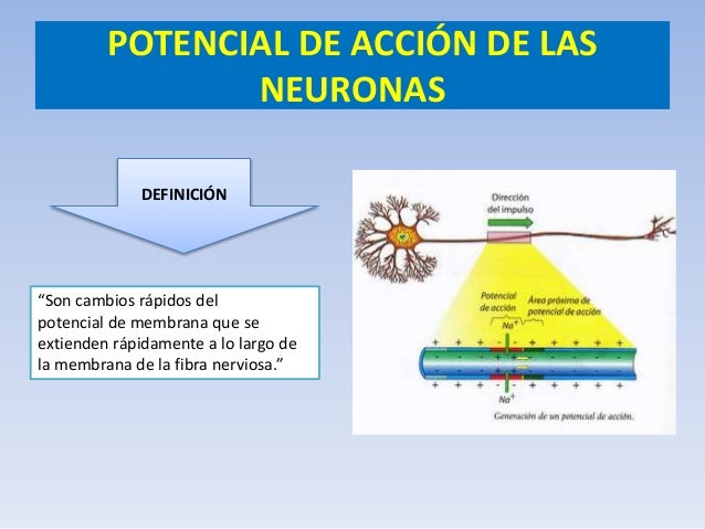 Potenciales de acción de las neuronas