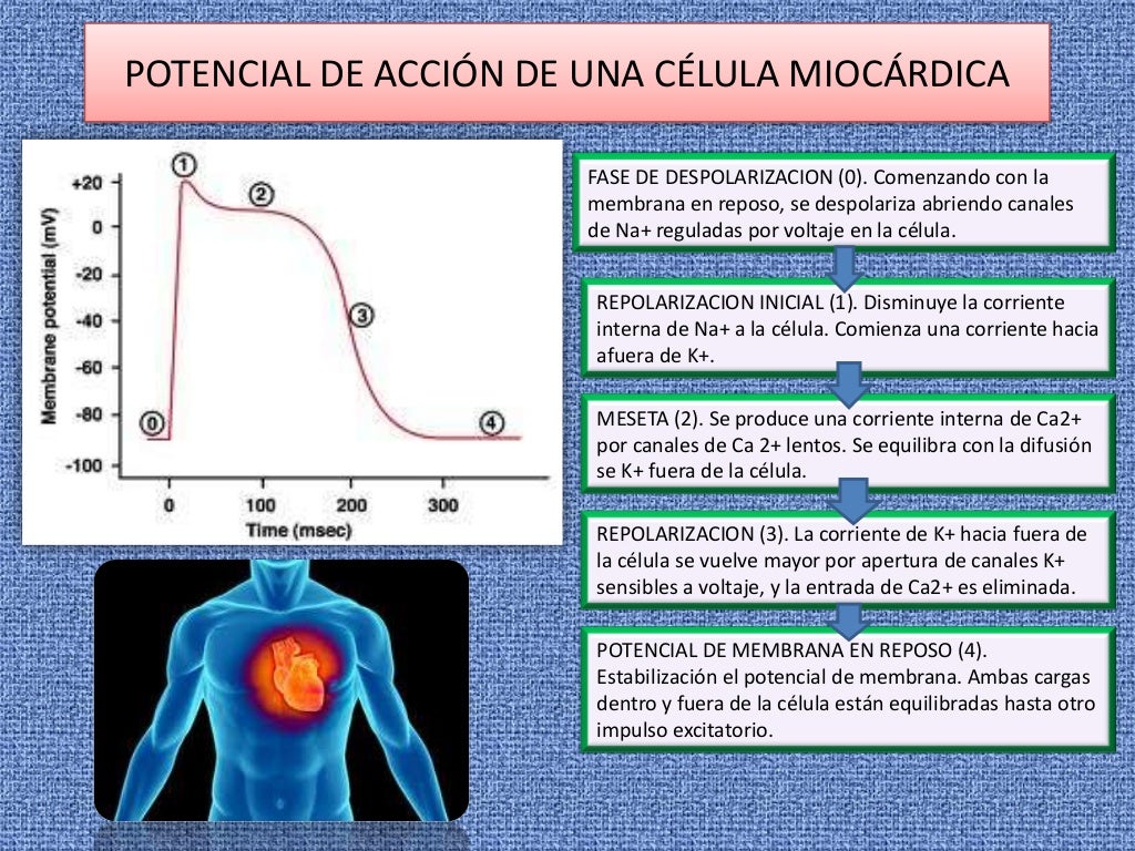 Potenciales de acción en corazón