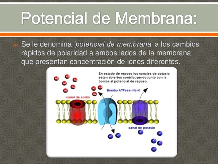 Potenciales de membrana, potenciales de accion