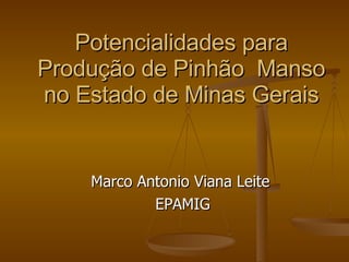 Potencialidades para Produção de Pinhão  Manso no Estado de Minas Gerais Marco Antonio Viana Leite  EPAMIG 