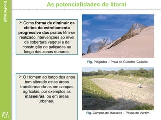 As potencialidades do litoral
Fig. Paliçadas – Praia do Guincho, Cascais
Fig. Campos de Masseira – Póvoa de Varzim
 O Homem ao longo dos anos
tem alterado estas áreas
transformando-as em campos
agrícolas, por exemplos as
masseiras, ou em áreas
urbanas.
 Como forma de diminuir os
efeitos do estreitamento
progressivo das praias têm-se
realizado intervenções ao nível
da cobertura vegetal e da
construção de paliçadas ao
longo das zonas dunares.
 