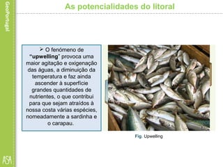 As potencialidades do litoral
Fig. Upwelling
 O fenómeno de
“upwelling” provoca uma
maior agitação e oxigenação
das águas, a diminuição da
temperatura e faz ainda
ascender à superfície
grandes quantidades de
nutrientes, o que contribui
para que sejam atraídos à
nossa costa várias espécies,
nomeadamente a sardinha e
o carapau.
 