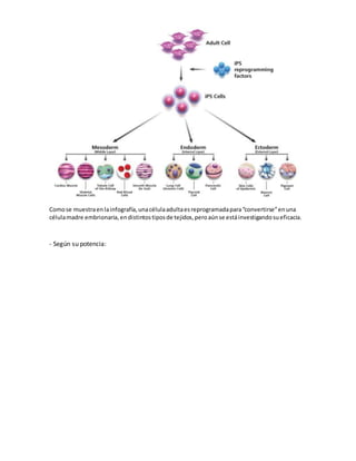 Comose muestraenlainfografía,unacélulaadultaesreprogramadapara“convertirse”enuna
célulamadre embrionaria,endistintostiposde tejidos,peroaúnse estáinvestigandosueficacia.
- Según su potencia:
 