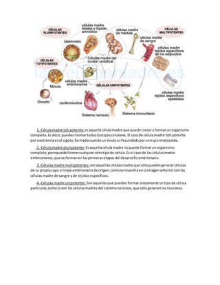 1.-Célulamadre toti potente:esaquellacélulamadre que puede creceryformarunorganismo
completo.Esdecir,puedenformartodoslostiposcelulares.El casode célulamadre toti potente
por excelenciaesel cigoto,formadocuandounóvuloesfecundadoporunespermatozoide.
2.-Célulamadre pluripotente: Esaquellacélulamadre nopuede formarunorganismo
completo,peropuede formarcualquierotrotipode célula.Esel casode lascélulasmadre
embrionarias,que se formanenlasprimerasetapasdeldesarrolloembrionario.
3.-Célulasmadre multipotentes: sonaquellascélulasmadre que sólopuedengenerarcélulas
de su propiacapa o linaje embrionariode origen,comose muestraenlaimagenanteriorconlas
célulasmadre de sangre yde tejidosespecíficos.
4.-Célulasmadre unipotentes: Sonaquellasque puedenformar únicamenteuntipode célula
particular,comoloson lascélulasmadresdel sistemanervioso,que sólogeneranlasneuronas.
 