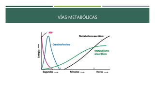 VÍAS METABÓLICAS
 