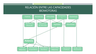RELACIÓN ENTRE LAS CAPACIDADES
BIOMOTORAS
Fuerza Resistencia Velocidad Coordinació
n
Flexibilidad
Resistencia
Muscular
Resistencia
de Velocidad
Agilidad Movilidad
Rango total
Movimiento
Coordinació
n Perfecta
Velocidad
Máxima
Resistencia
Aeróbica
Resistencia
Anaeróbica
Fuerza
Máxima
Potencia
 