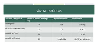 VÍAS METABÓLICAS
Sistema Energético Potencia mmol/ATP/Kg/
seg
Capacidad Moles Predominio
Fosfágenos
9 0,8 0-5 Seg
Glucolítico (Anaeróbico)
8 1,2 5’’ a 1’
Aeróbico (CHO)
2,8 5 1’ a 30’
Aeróbico (Grasas)
1,2 Indefinida De 30’ en adelante.
 