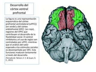 Desarrollo del
córtex ventral
prefrontal
La figura es una representación
esquemática del córtex
prefrontal ventrolateral (vIPFC))
(en verde) y del córtex
orbitofrontal (OFC) (en rojo),
regiones del VPFC que
contribuyen al desarrollo de la
flexibilidad social. El control
inhibitorio y el uso de reglas son
controlados por vIPFC, mientras
que el análisis del valor
esperado a los estímulos sociales
es desempeñado por OFC. Esta
funciones maduran lentamente
a través del desarrollo.
(Tomado de: Nelson, E. E. & Guyer, A.
E., 2011)
 