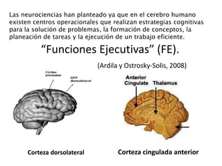 “Funciones Ejecutivas” (FE).
(Ardila y Ostrosky-Solis, 2008)
Corteza dorsolateral Corteza cingulada anterior
Las neurociencias han planteado ya que en el cerebro humano
existen centros operacionales que realizan estrategias cognitivas
para la solución de problemas, la formación de conceptos, la
planeación de tareas y la ejecución de un trabajo eficiente.
 