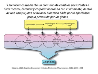 Y, lo hacemos mediante un continuo de cambios persistentes a
nivel mental, cerebral y corporal operando con el ambiente, dentro
de una complejidad relacional dinámica dada por la operatoria
propia permitida por los genes.
Bibb et al, (2010): Cognition Enhancement Strategies. The Journal of Neurosciences. 30(45): 14987-14992.
 