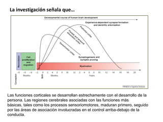 La investigación señala que…
Las funciones corticales se desarrollan estrechamente con el desarrollo de la
persona. Las regiones cerebrales asociadas con las funciones más
básicas, tales como los procesos sensoriomotores, maduran primero, seguido
por las áreas de asociación involucradas en el control arriba-debajo de la
conducta.
 