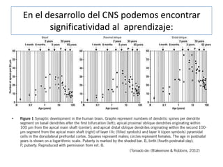 En el desarrollo del CNS podemos encontrar
significatividad al aprendizaje:
•
 