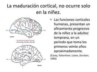 La maduración cortical, no ocurre solo
en la niñez.
• Las funciones corticales
humanas, presentan un
afinamiento progresivo
de la niñez a la adultez
temprana, en un
período que toma los
primeros veinte años
aproximadamente.
(Casey, Tottenham, Liston, Durston;
1995)
 