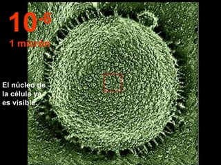 El núcleo de la célula ya es visible. 10 -6 1 micrón 