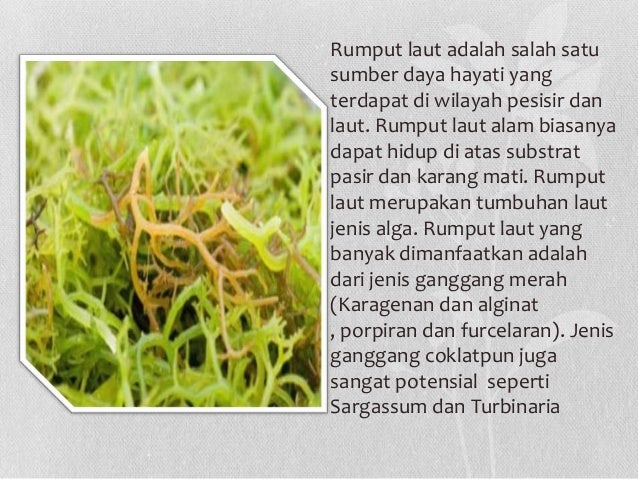 Potensi laut sebagai sumber obattan
